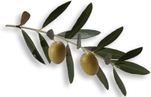 Rameau olivier